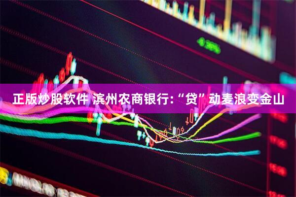正版炒股软件 滨州农商银行:“贷”动麦浪变金山